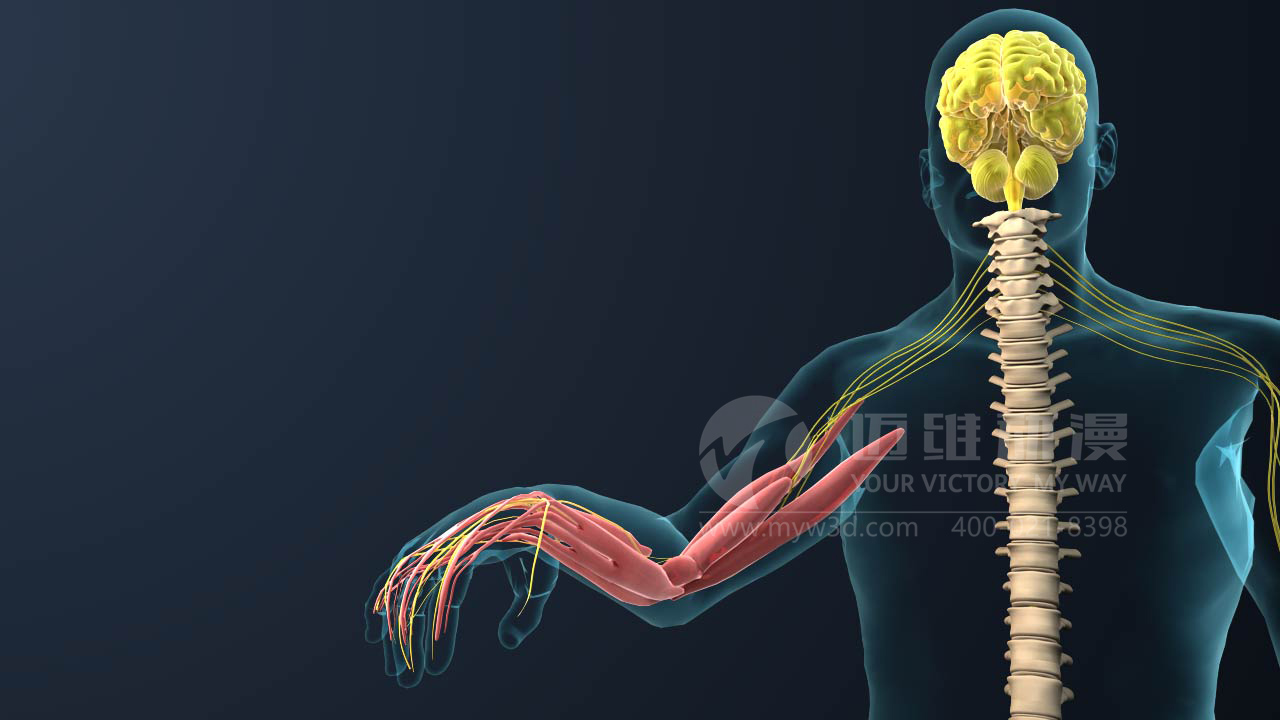 對于醫(yī)療三維動畫你會怎么做？(圖1)